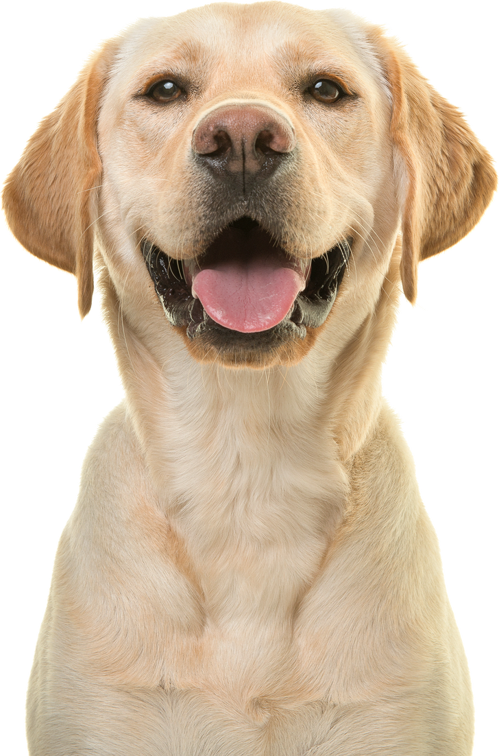 Portrait of a Blond Labrador Retriever Dog